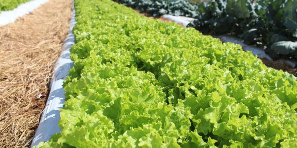 Climate crisis threatening the cultivation of open field lettuce, says Embrapa