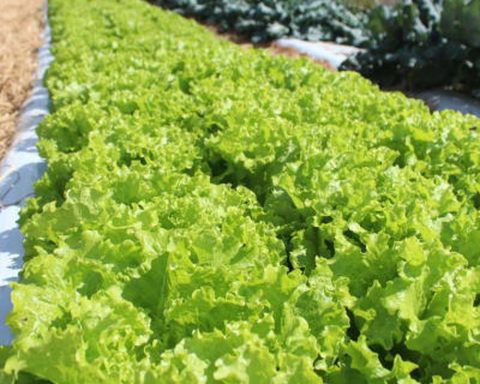 Climate crisis threatening the cultivation of open field lettuce, says Embrapa