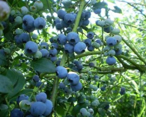 Cranks: the 'blue gold' that conquers markets