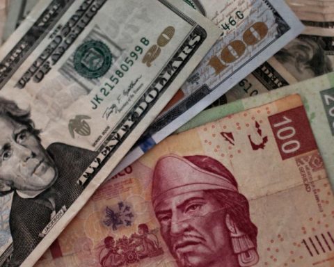 Enrachado weight, goes for its fifth appreciation session: How much is it?