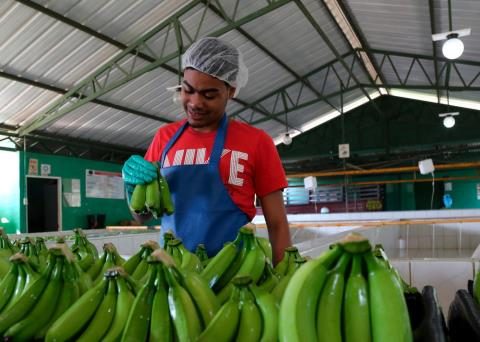 Evaluate incentive for agroindustrial free zones