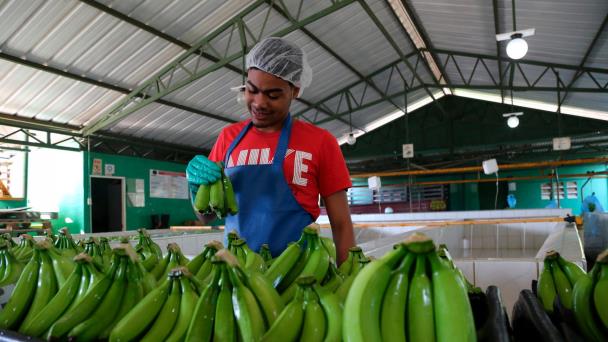 Evaluate incentive for agroindustrial free zones