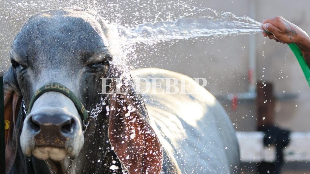 Expocruz 2025: fans and bathrooms up to 8 times a day to protect cattle