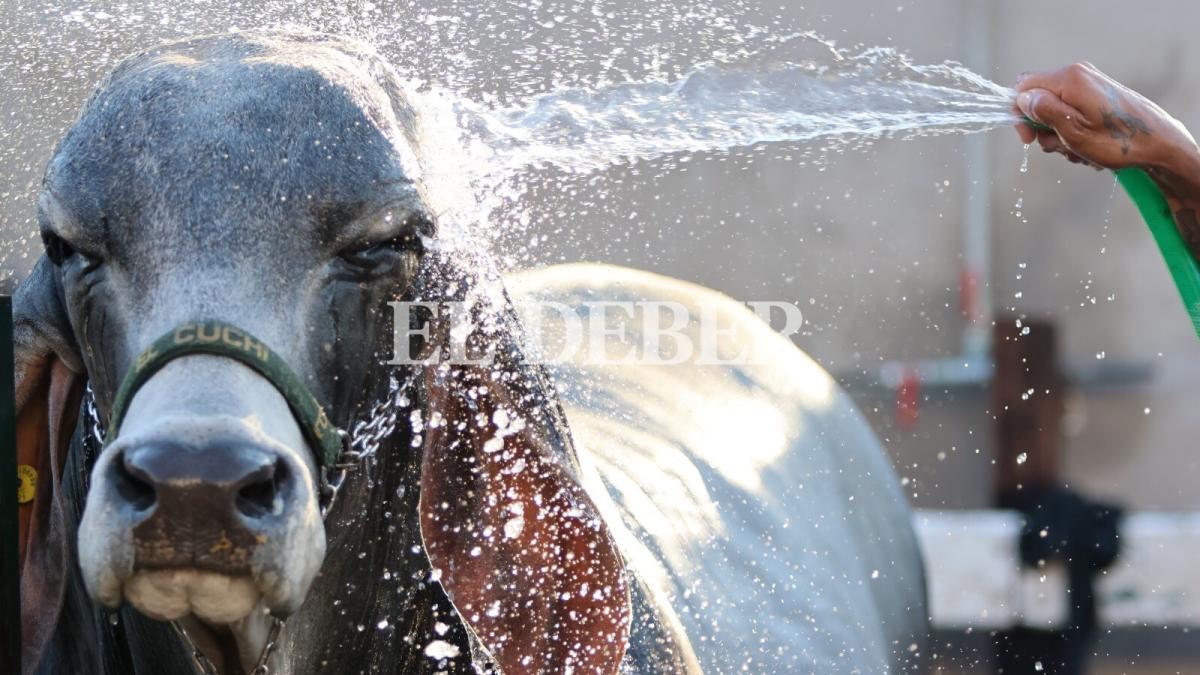 Expocruz 2025: fans and bathrooms up to 8 times a day to protect cattle