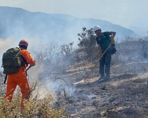 Fire in the Misti: Fuego swept habitat of more than 50 species of flora and fauna (photos)
