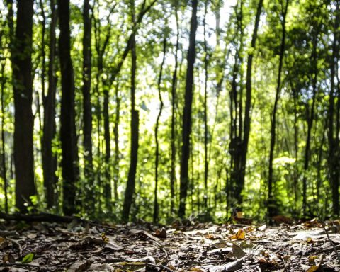 Forest production of the country grows 16.7% and reaches R $ 44.3 billion in 2024