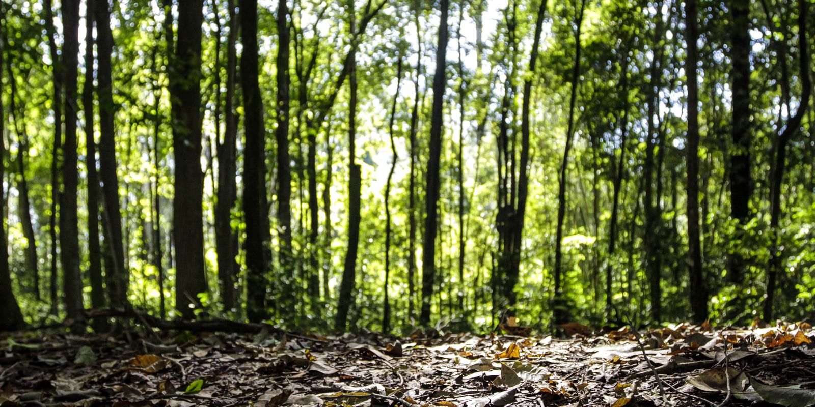 Forest production of the country grows 16.7% and reaches R $ 44.3 billion in 2024