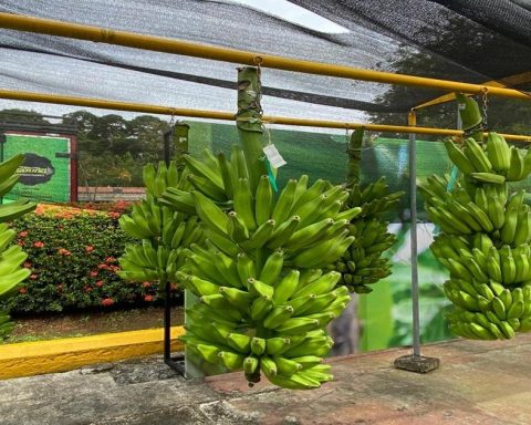 From Urabá about 4 million banana boxes of small producers per year are exported