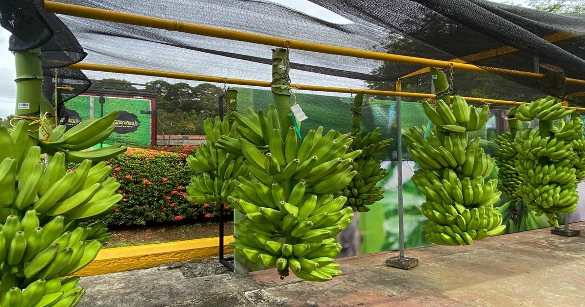 From Urabá about 4 million banana boxes of small producers per year are exported