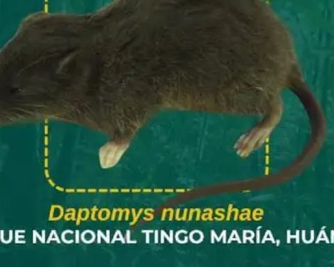 HUÁNUCO: They find a new species of rodent in Tingo María National Park