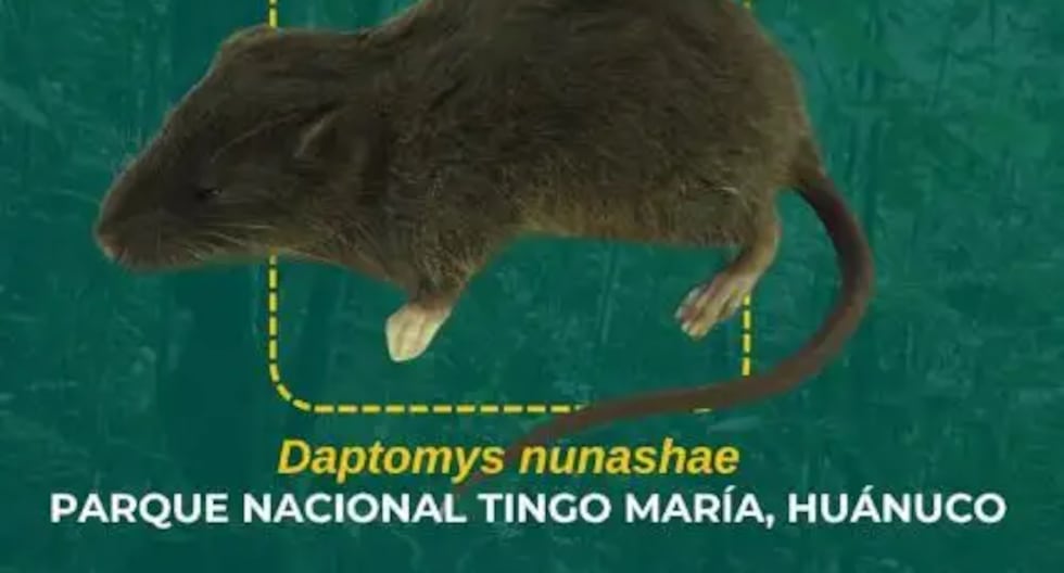 HUÁNUCO: They find a new species of rodent in Tingo María National Park