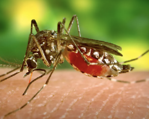 Health alert in Columbus: more than 400 suspicious cases of arbovirosis in a week