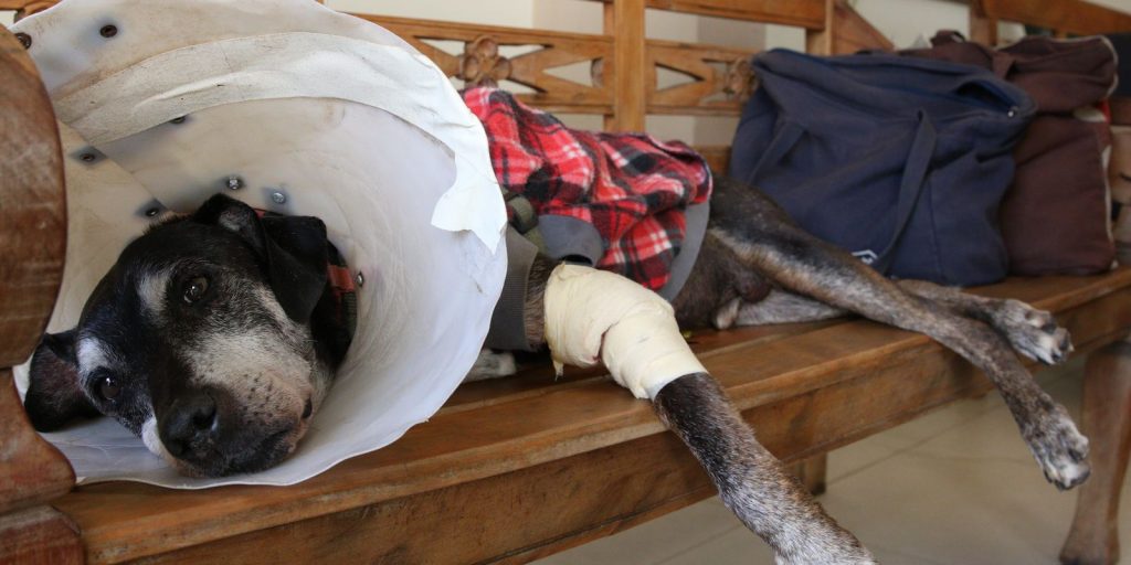 House approves a project that typifies illegal exercise of the veterinarian