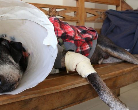 House approves a project that typifies illegal exercise of the veterinarian