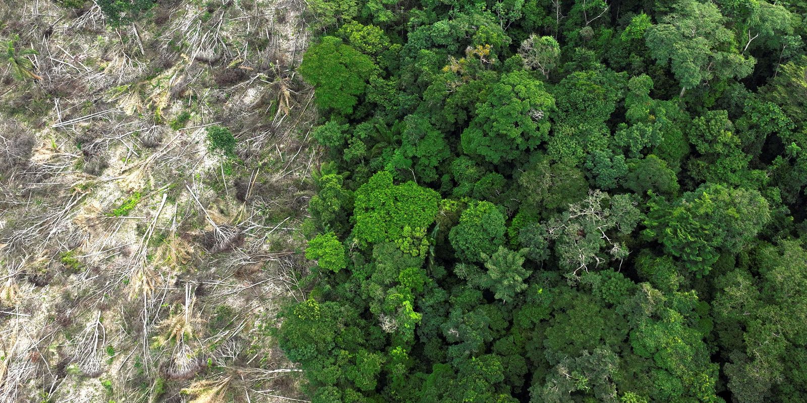 In 40 years, Amazon has lost vegetation area the size of France