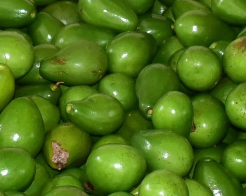 In Risaralda they put music to avocados to improve their quality