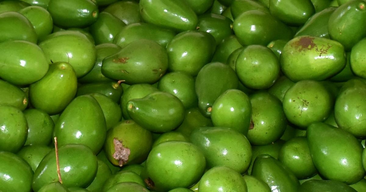 In Risaralda they put music to avocados to improve their quality
