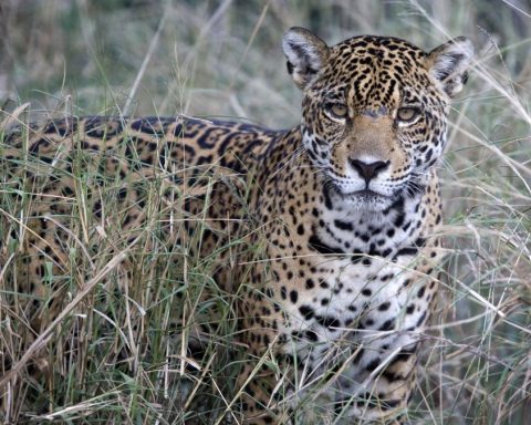 Kaa-Iya del Gran Chaco turns 30 and seeks international recognition as natural heritage