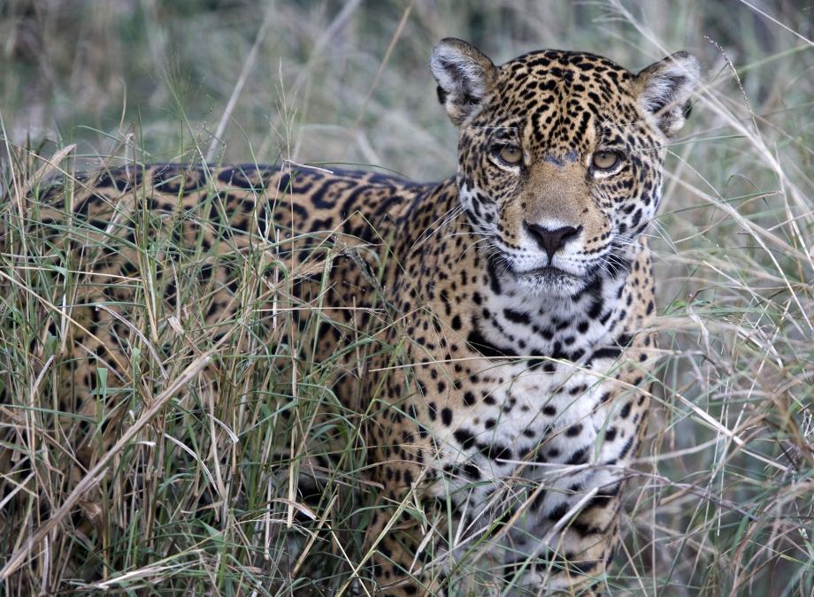 Kaa-Iya del Gran Chaco turns 30 and seeks international recognition as natural heritage