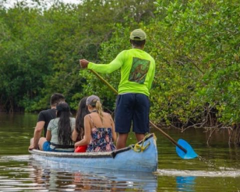 Know the blue forests of Colombia: a trip between roots, water and wildlife