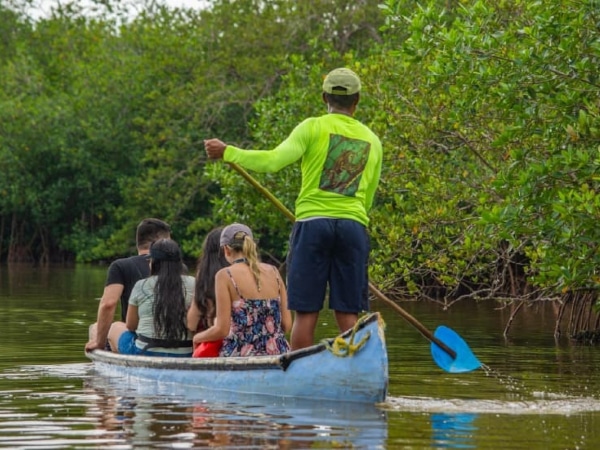 Know the blue forests of Colombia: a trip between roots, water and wildlife