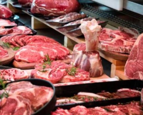 Livestock exports reached US $ 216.2 million in the first semester