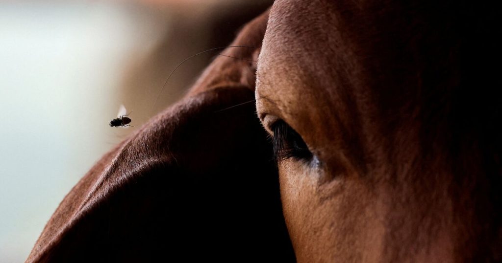 Mexico confirms a case of a bullial worm in Nuevo León