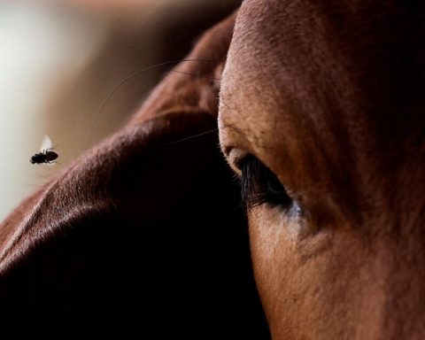 Mexico confirms a case of a bullial worm in Nuevo León