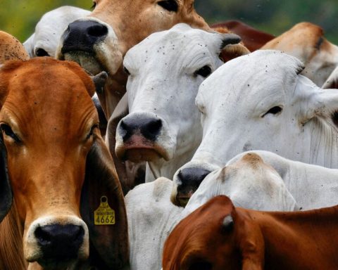 Mexico says a bullial worm about border with EU is contained