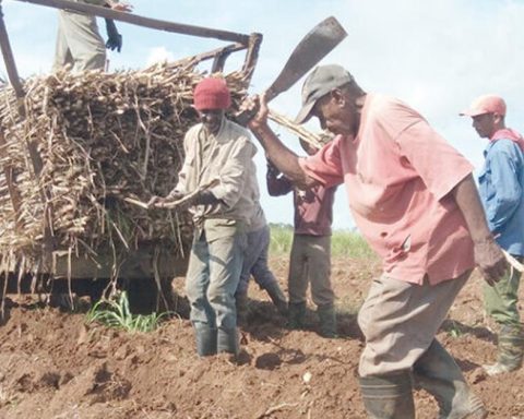 Millionaire debts with cane producers augure another disastrous harvest