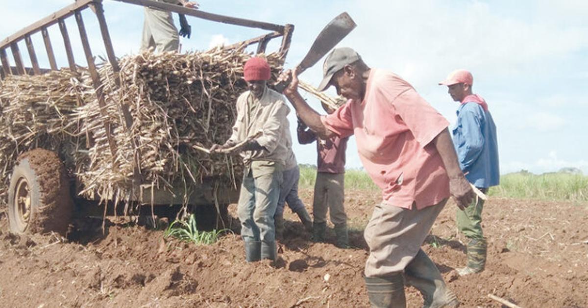 Millionaire debts with cane producers augure another disastrous harvest