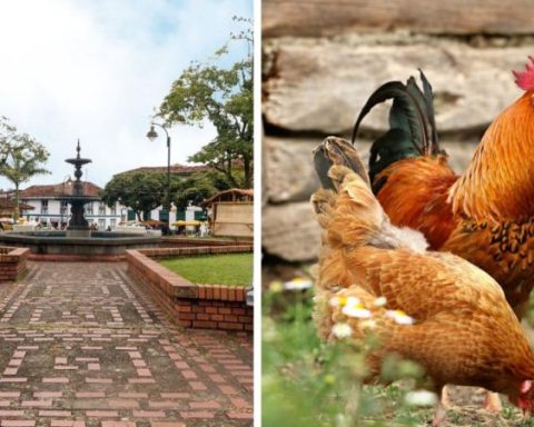 Not to believe: the Colombian people where chickens have their own festival