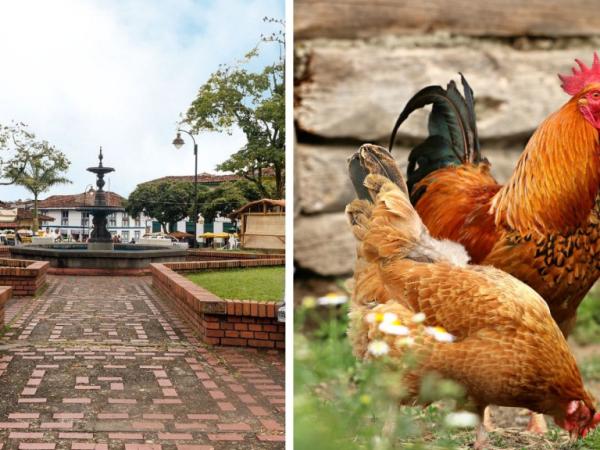 Not to believe: the Colombian people where chickens have their own festival