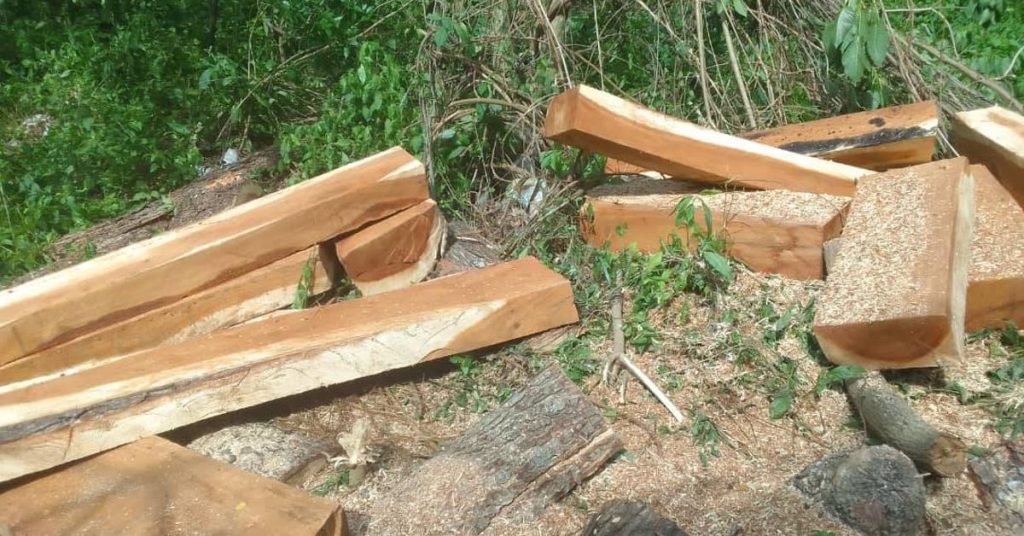 Operations against illegal Trees, encouraged by the energy crisis