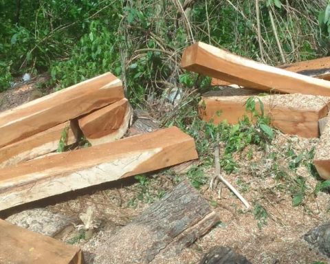 Operations against illegal Trees, encouraged by the energy crisis