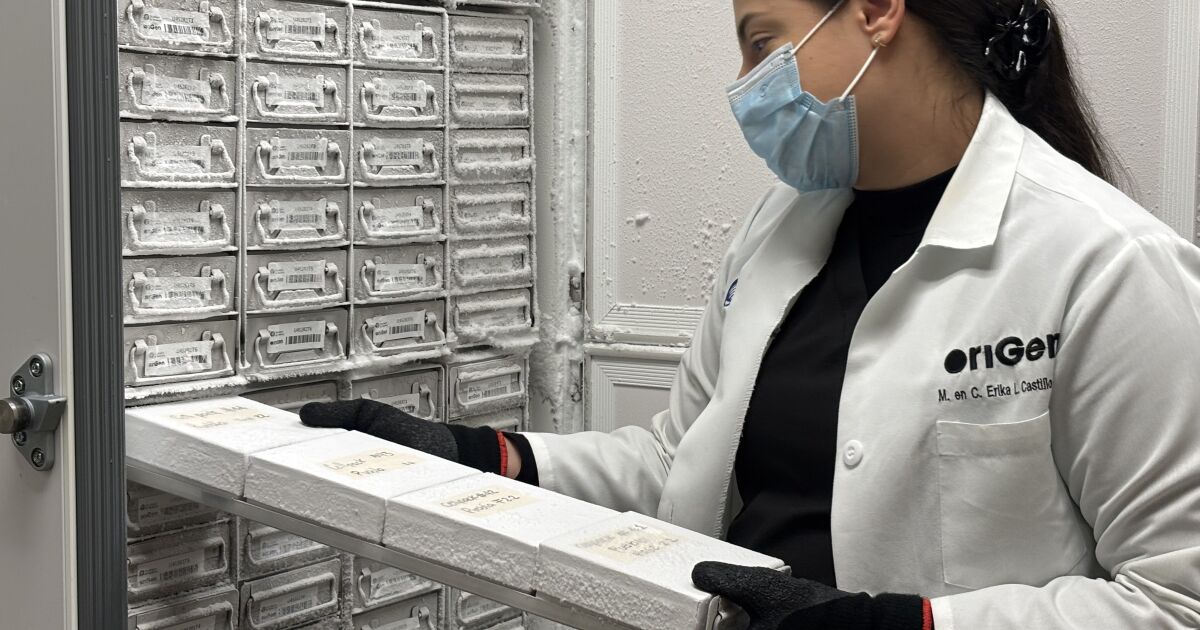 Origin collected 100,000 Mexican DNA samples to study disease