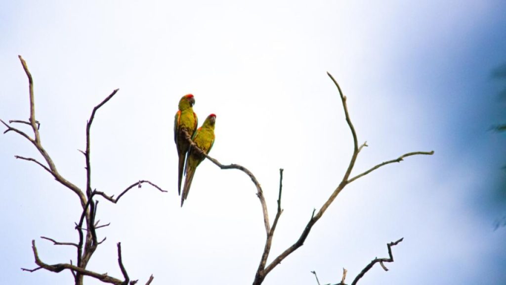 Populations of the cross -sponen valleys seal agreements to protect the Red Front