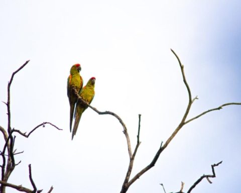 Populations of the cross -sponen valleys seal agreements to protect the Red Front
