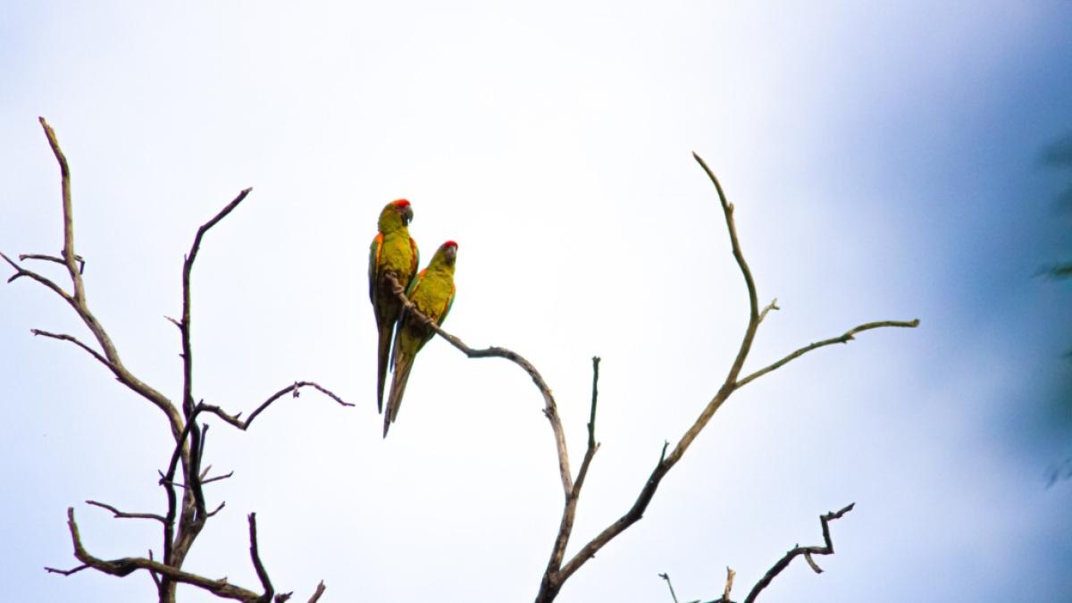 Populations of the cross -sponen valleys seal agreements to protect the Red Front