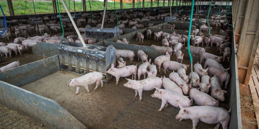 Pork and chicken production will have record volume in 2026