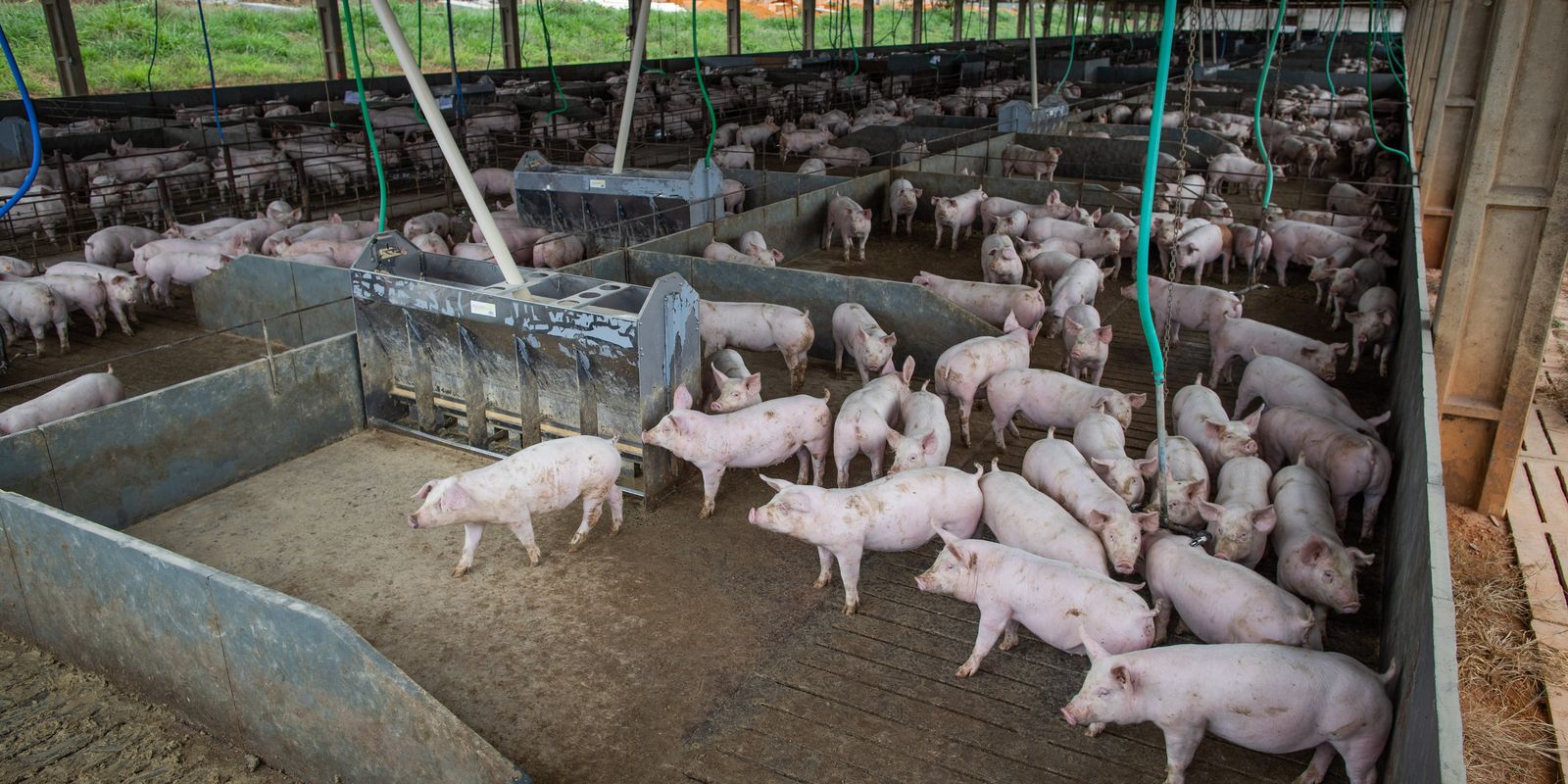 Pork and chicken production will have record volume in 2026
