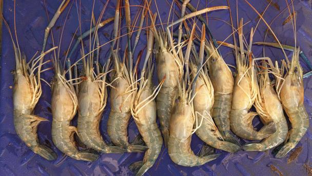 Prawn: Precursors of aquaculture that persist