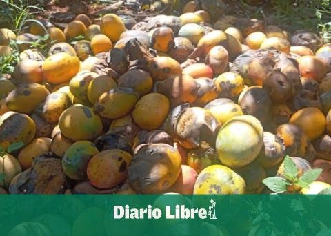 Producers in flints denounce mangoes they rot and break