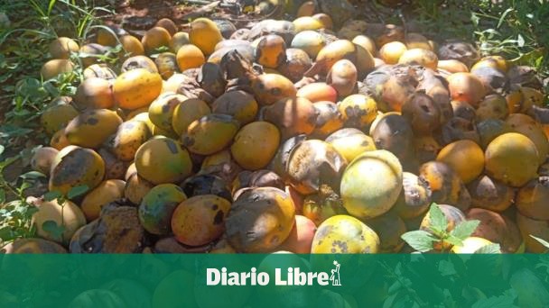 Producers in flints denounce mangoes they rot and break