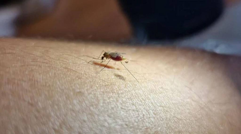 Riberalta epidemiologist discards malaria outbreak in a community