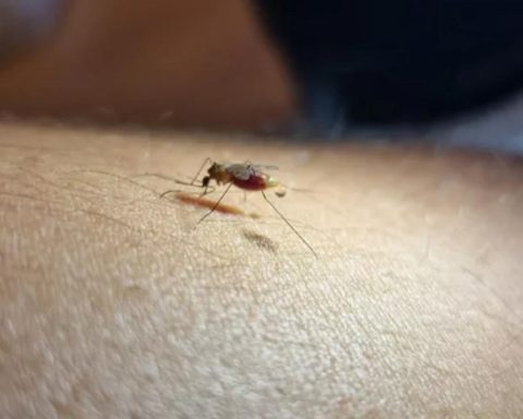 Riberalta epidemiologist discards malaria outbreak in a community