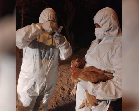 SENASAG detects an aviar influenza outbreak in the municipality of Cuevo