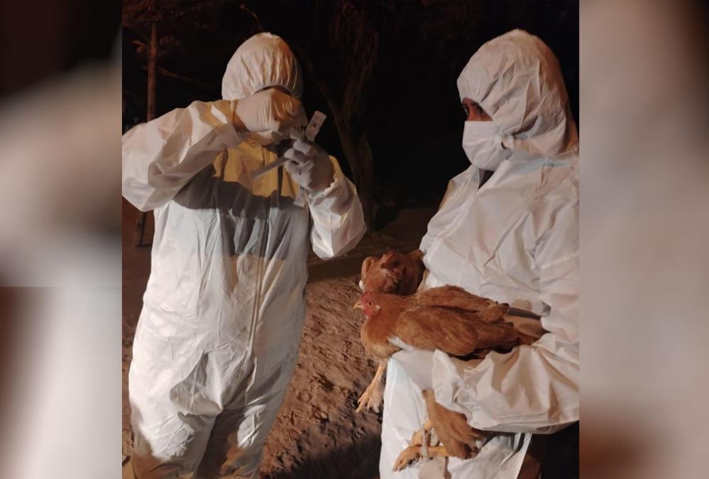 SENASAG detects an aviar influenza outbreak in the municipality of Cuevo