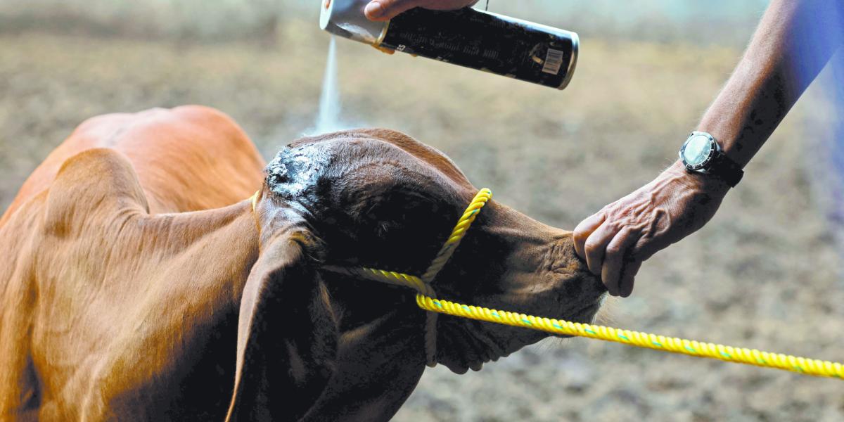 Sader contains a case of cattle in Nuevo León