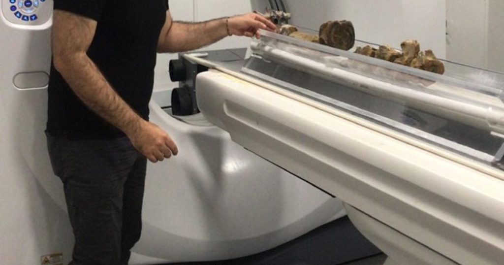 Scientists report Pliosáurido fossil, the oldest found in Colombia